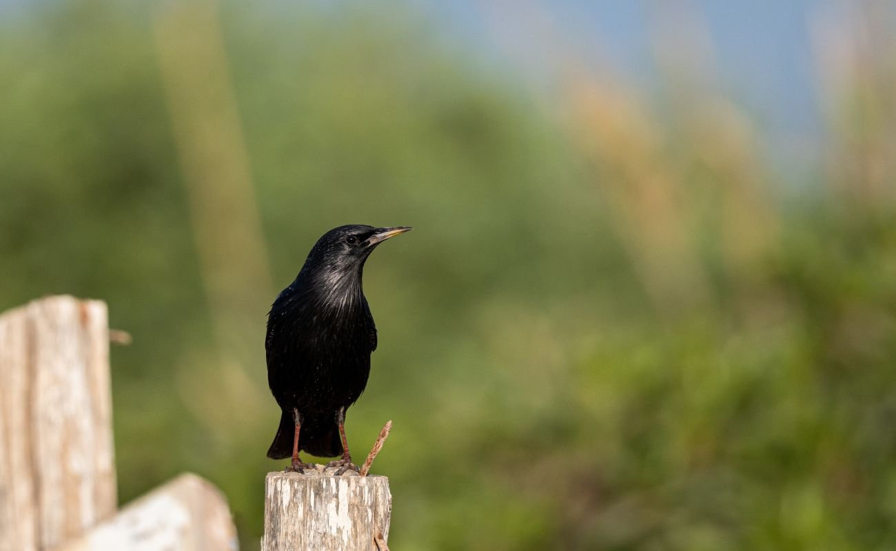 Parc National Souss Massa bird oiseau