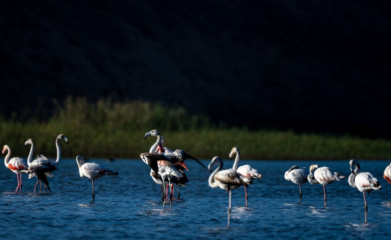 oued souss massa flamants