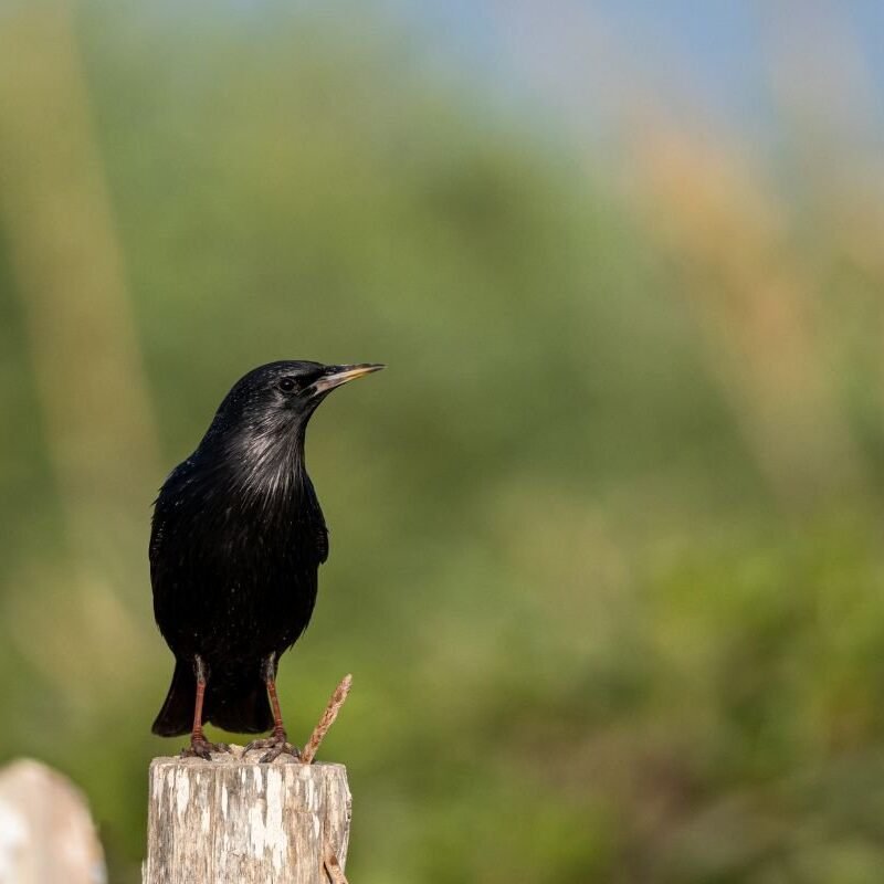 Parc National Souss Massa bird oiseau